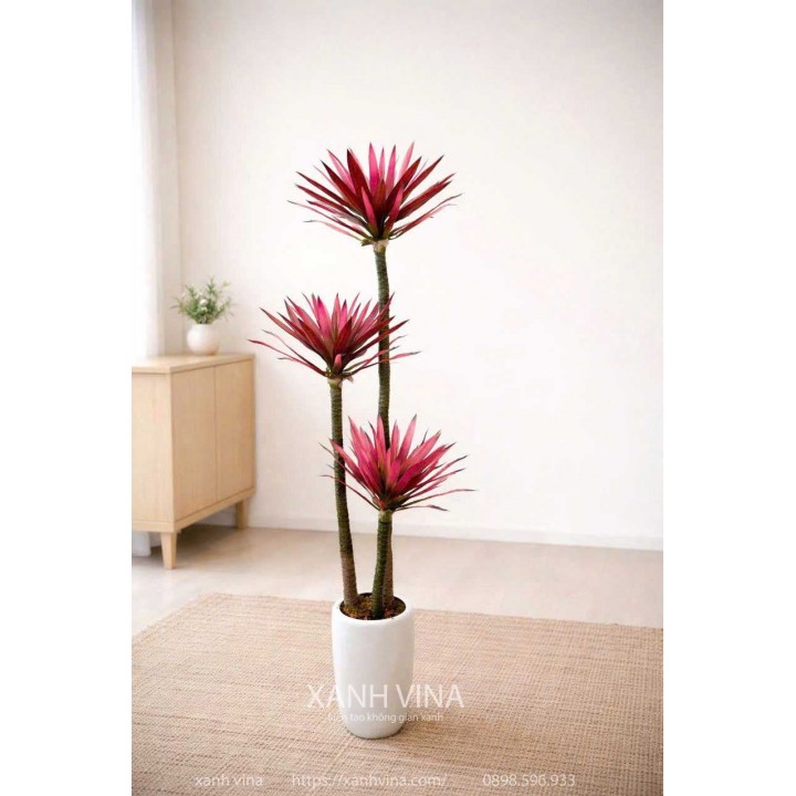 Cây phát tài lá đỏ 3 thân 